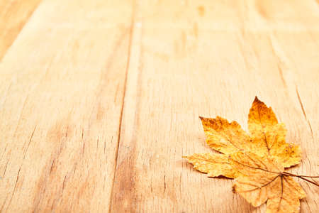 Autumn background with yellow leaves. Nature backgroundの写真素材