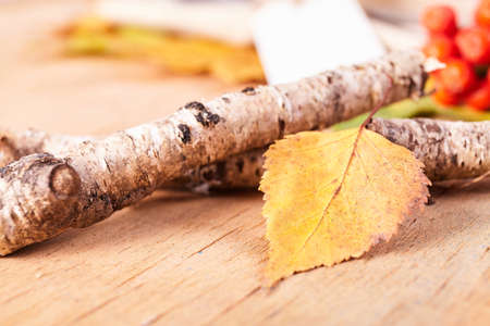 Thanksgiving Autumn Fall background with red, brown and yellow leavesの写真素材