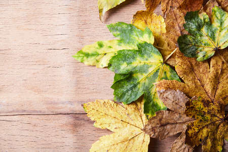 Thanksgiving Autumn Fall background with red, brown and yellow leaves