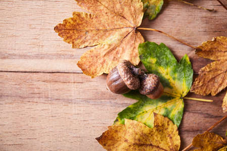 Thanksgiving Autumn Fall background with red, brown and yellow leaves