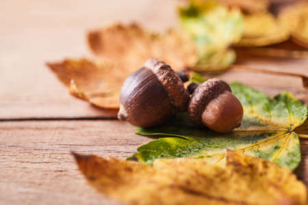 Thanksgiving Autumn Fall background with red, brown and yellow leavesの写真素材