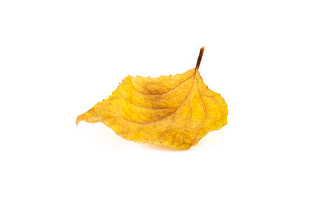 Close-up of maple autumn leaf on white. Seasons conceptの写真素材