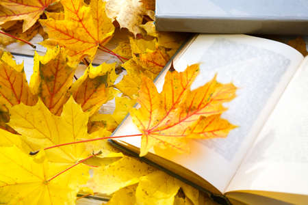 Book on autumn leaves close up. Nature background.の写真素材