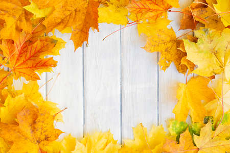 Autumn background with yellow leaves. Nature backgroundの写真素材