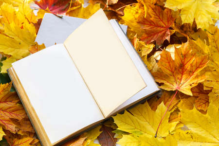 Book on autumn leaves close up. Nature background.の写真素材