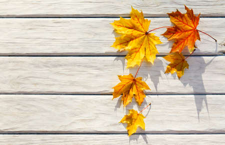 Autumn background with yellow leaves. Nature landscapeの写真素材