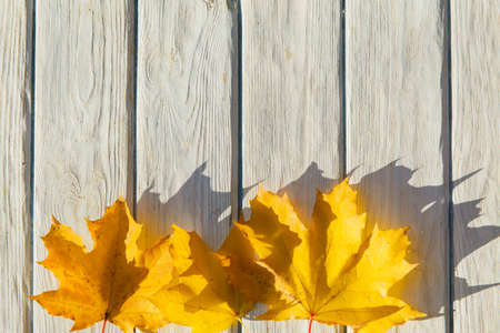 Autumn background with yellow leaves. Nature landscapeの写真素材