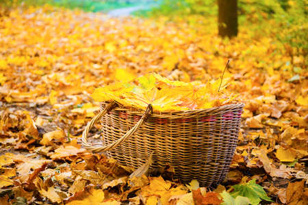 Basket with yellow leaves. Nature autumn background. Season conceptの写真素材