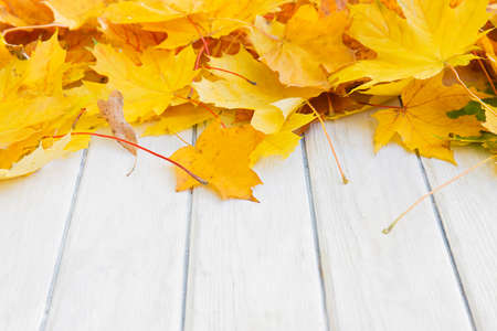 Autumn background with yellow leaves. Nature backgroundの写真素材