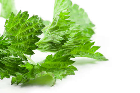 Leaves green nettle isolated on a white background.の写真素材