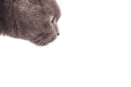 British Shorthair cat isolated on white. Lying relaxedの写真素材