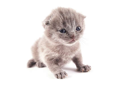 Scottish straight kitten. Fluffy cat looks to the left. A cat with furry mustache is isolated on a white backgroundの写真素材