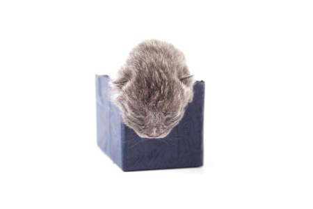 newborn british cat as very nice small animal isolated on whiteの写真素材