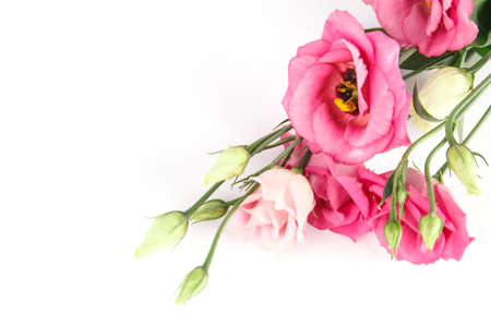 bunch of pink eustoma flowers isolated on white backgroundの写真素材