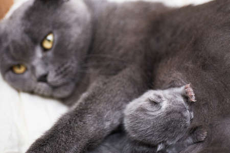 Newborn kittens feed on milk from their mother. british shorthair. at the veterinary clinicの写真素材
