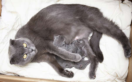 Newborn kittens feed on milk from their mother. british shorthair. at the veterinary clinicの写真素材