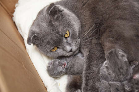 Newborn kittens feed on milk from their mother. british shorthair. at the veterinary clinicの写真素材