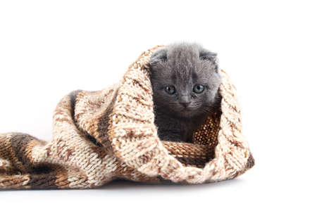 Scottish fold cat are squat on white. Gray cat with beautiful patterns. Cat are staring.の写真素材