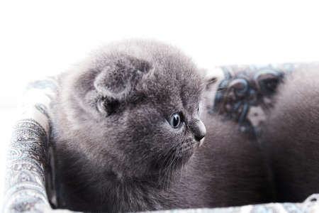 Scottish fold cat are squat on white. Gray cat with beautiful patterns. Cat are staring.の写真素材