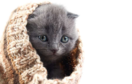 Scottish fold cat are squat on white. Gray cat with beautiful patterns. Cat are staring.