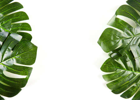 Green palm leaves isolated on white background
