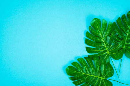 Summer background with palm leaves. Place for text. Top view. Overheadの写真素材