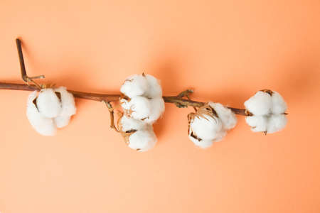 Cotton branch on color background. Flat lay. Delicate white cotton flowers. Light color cotton backgroundの写真素材