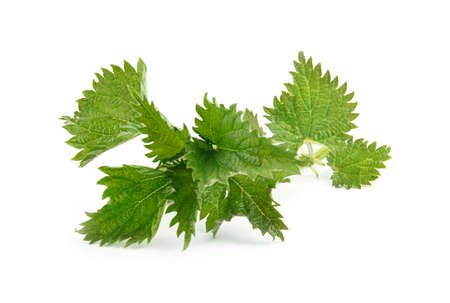 Nettle isolated on white background. Food ingredients. Health food