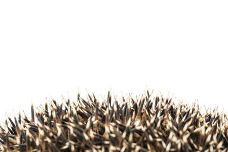 hedgehog coils isolated on white background. animals close up.
