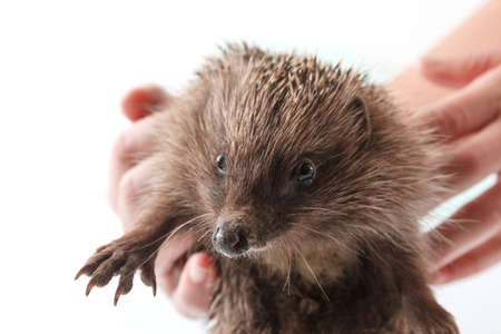 hedgehog isolated on white background. animals close upの写真素材