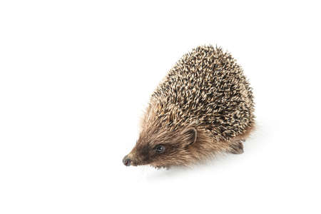 hedgehog isolated on white background. animals close upの写真素材