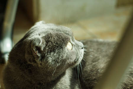 British Shorthair cat lying on white table. Looking at copy-space. Bannerの写真素材