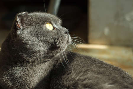 British Shorthair cat lying on white table. Looking at copy-space. Banner