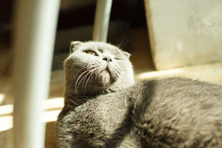 British Shorthair cat lying on white table. Looking at copy-space. Bannerの写真素材