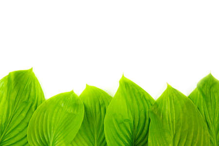 Green leaf isolated on white background. Place for text