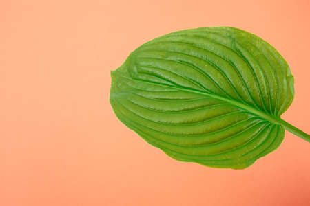 Green leaf on coral background. Place for text. Creative backgroundの写真素材