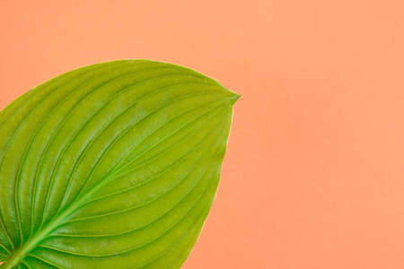 Green leaf on coral background. Place for text. Creative backgroundの写真素材