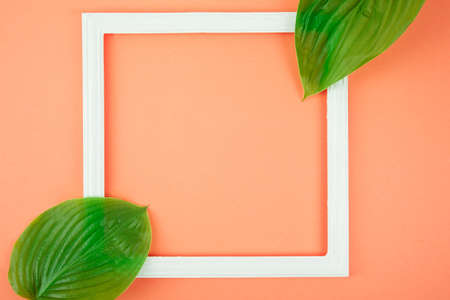 Green leaf on coral background. Place for text. Creative backgroundの写真素材