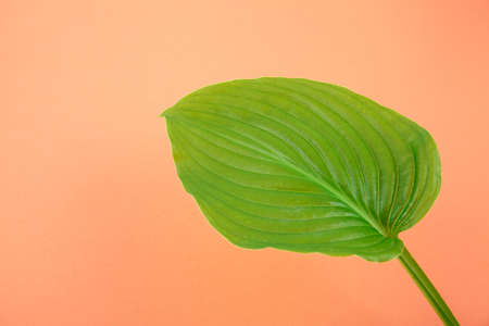 Green leaf on coral background. Place for text. Creative backgroundの写真素材