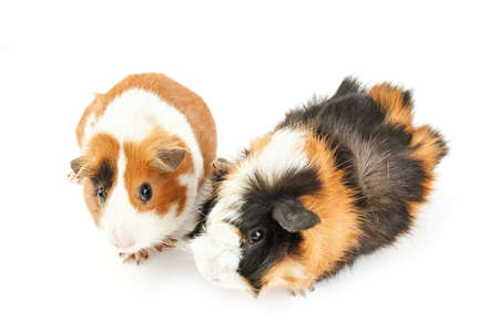 Guinea pig isolated on white background. Pets. Animal isolatedの写真素材