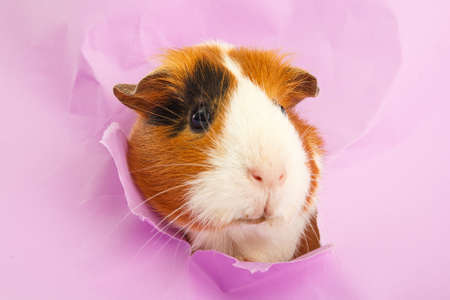 guinea pig looks through a hole in paper. concept searchの写真素材