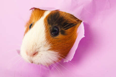 guinea pig looks through a hole in paper. concept searchの写真素材