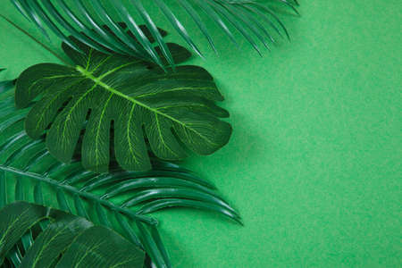 Green palm leaves on color background. Creative flat layの写真素材