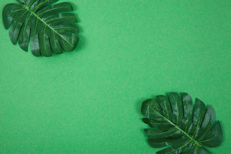 Green palm leaves on color background. Creative flat lay
