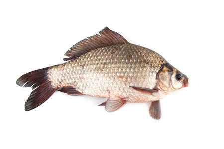 Isolated crucian carp. kind of fish from the side. Live fish with flowing fins. River fishの写真素材