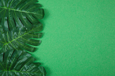 Green palm leaves on color background. Creative flat layの写真素材