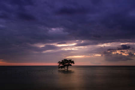Lonely Treeの写真素材