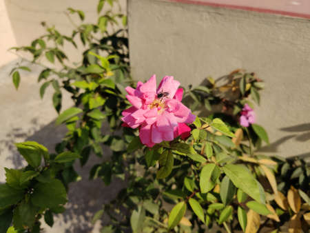 Bee in a Pink Rose Rooftop Garden
