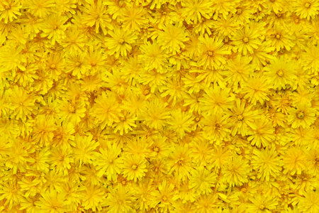 The fresh yellow flowers pattern. Beautiful nature summer background.の写真素材