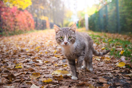 Careful cat walking outdoor on the leaves in autumn park. The portrait of cat watching in camera.の写真素材